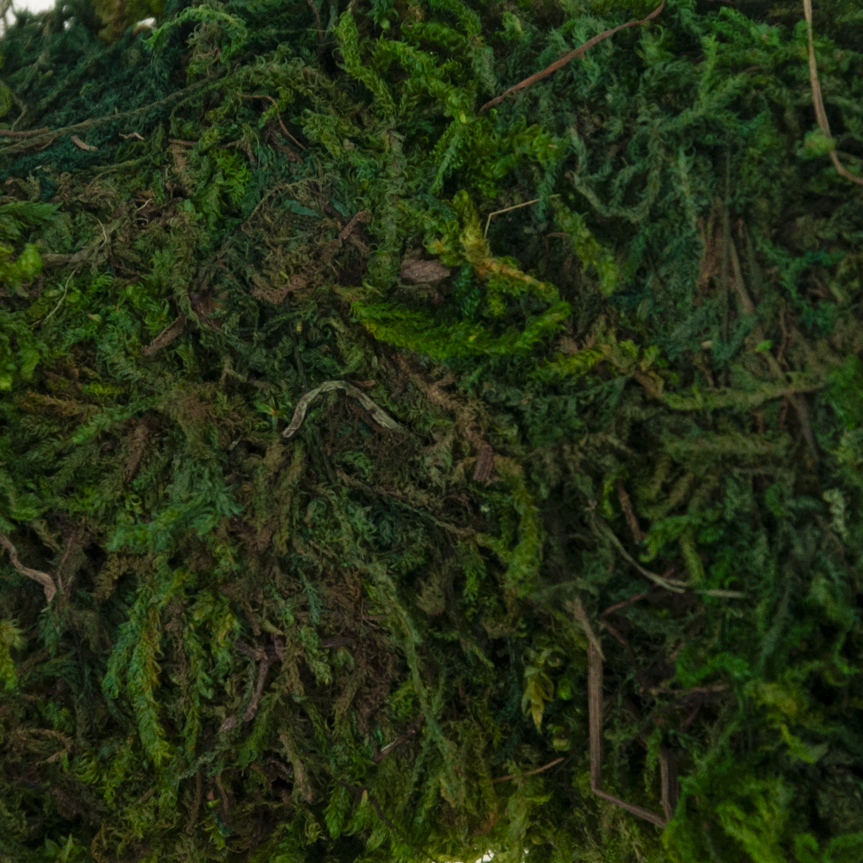 TG51674 RING MECH WIANEK Z MCHU MECH PODKŁAD STROIK WIENIEC KOŁO OMSZAŁY