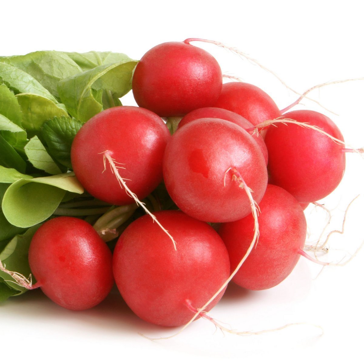 T8339 RZODKIEWKA na Taśmie nasiennej 6M NASIONA RZODKIEWKI OKRĄGŁA ŁAGODNA